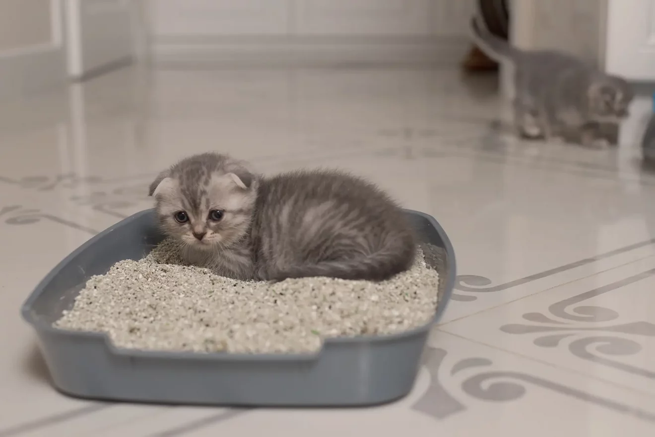 cute-little-grey-scottish-kitten-inside-the-the-litter-and-relieving-doing-its-pees-or-shit
